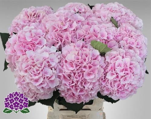 Hydrangea macrophylla 'Verena'