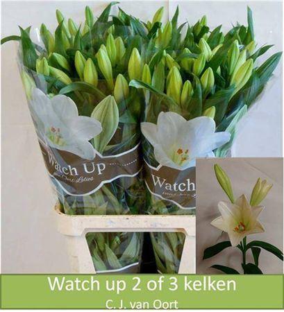 Lilium longiflorum 'Watch Up'