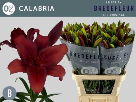Lilium (LA-hybrids Grp) 'Calabria'