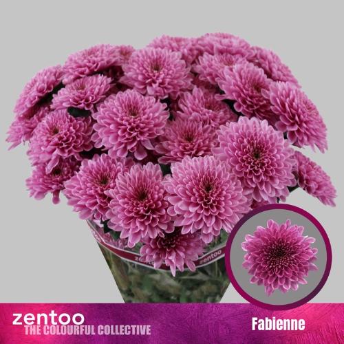Chrysanthemum (Indicum Grp) tros Fabiënne