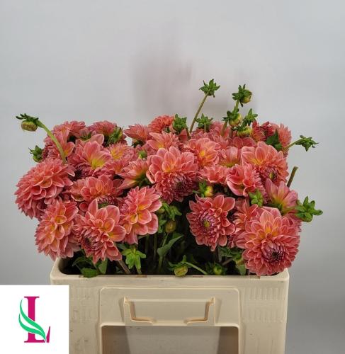 Dahlia (Decorative Grp) 'Hillcrest Suffusion'