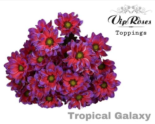 Chrysanthemum (Indicum Grp) tros Kennedy kleurbehandeld H%