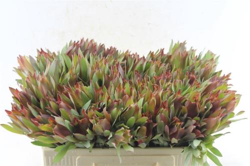 Leucadendron overig