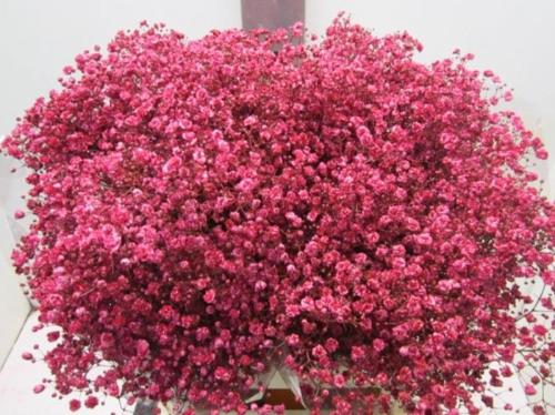 Gypsophila overig kleurbehandeld H%