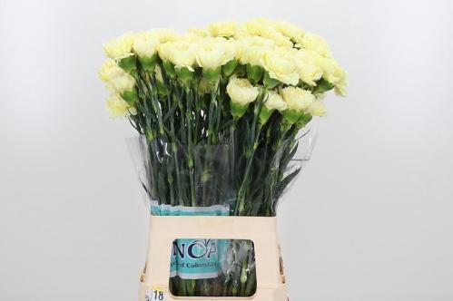 Dianthus standaard Wedding