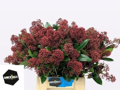 Skimmia per bos japonica 'Rubella'
