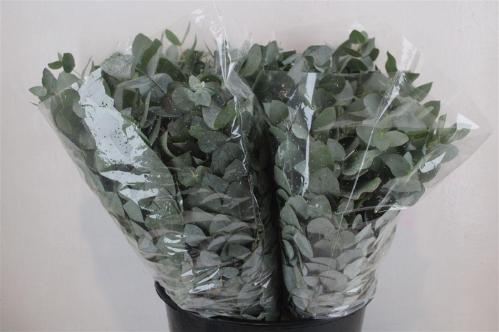 Eucalyptus per bos cinerea