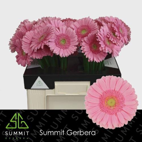 Gerbera grootbloemig Glossy