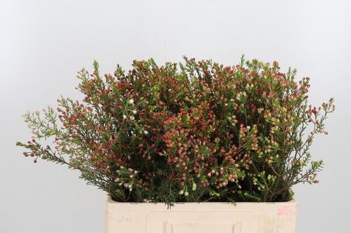 Chamelaucium micranthum 'Liron'