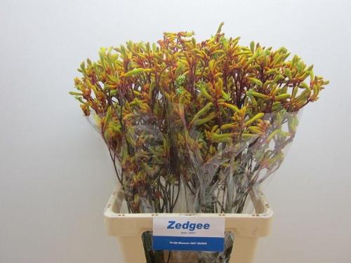 Anigozanthos 'Orange Velvet'