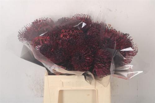 Leucospermum 'Naomi' kleurbehandeld H%