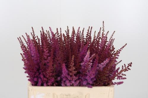 Astilbe 'Maggie Daley'