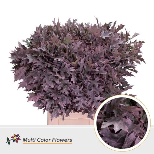 Quercus palustris kleurbehandeld H%