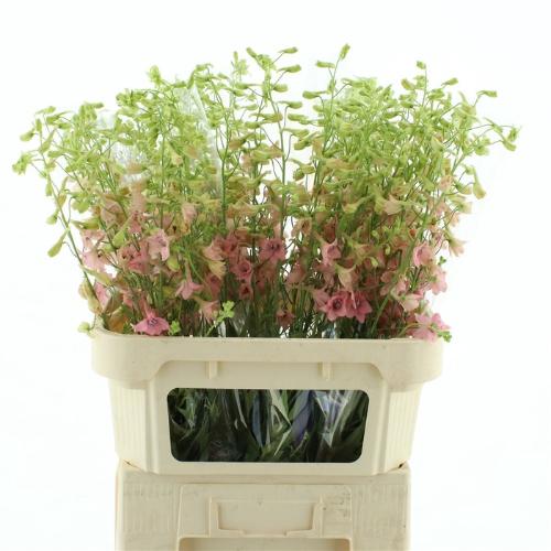Delphinium enkelbloemig ruysii 'Pink Sensation'
