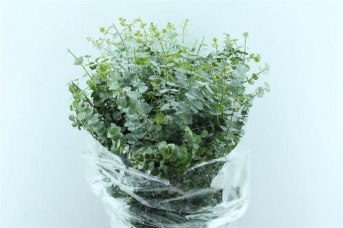 Eucalyptus per bos 'Baby Blue'