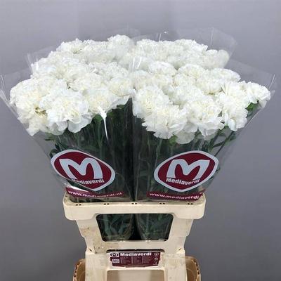Dianthus standaard Antarctica