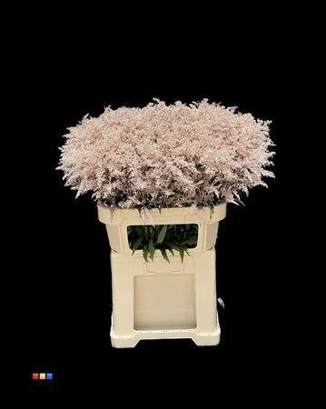 Solidago kleurbehandeld H%