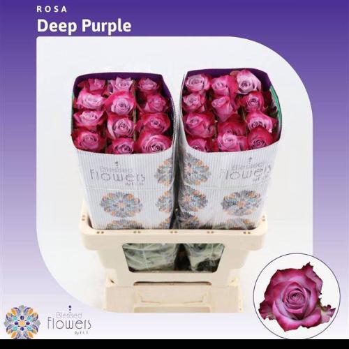 Rosa grootbloemig Deep Purple
