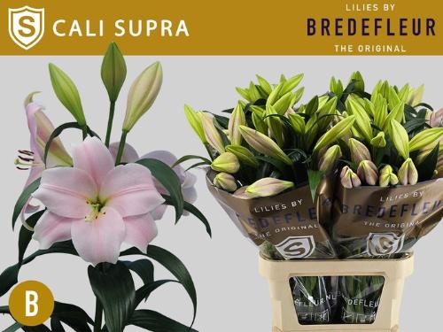 Lilium (LO-hybrids Grp) 'Cali'