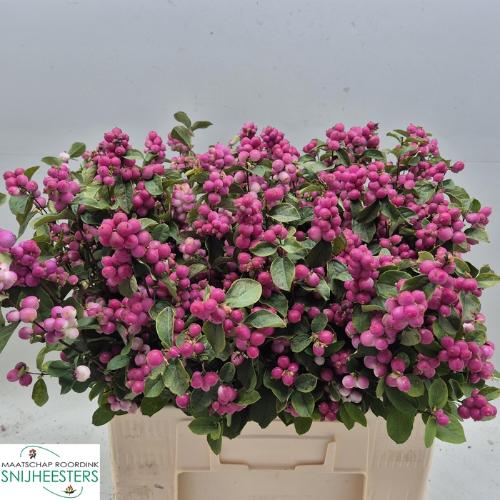 Symphoricarpos Magical Temptation