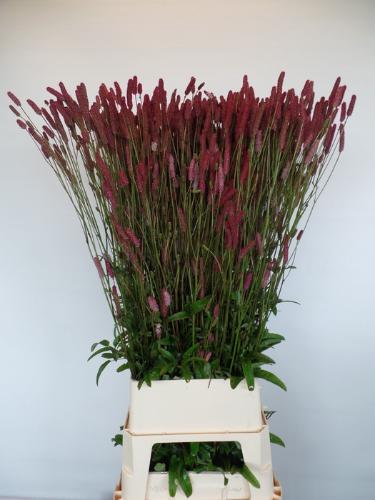 Sanguisorba 'Blackthorn'