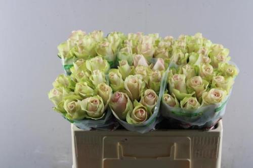 Rosa grootbloemig La Belle