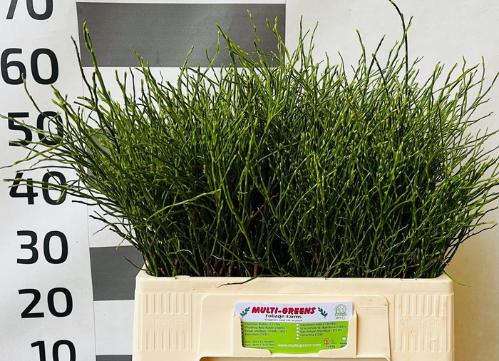 Vaccinium sp. Huckleberry per bos