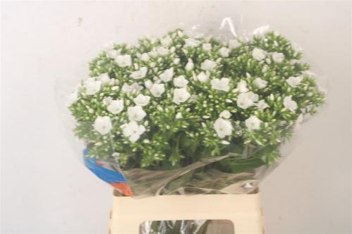 Phlox Paniculata Grp Whitecap