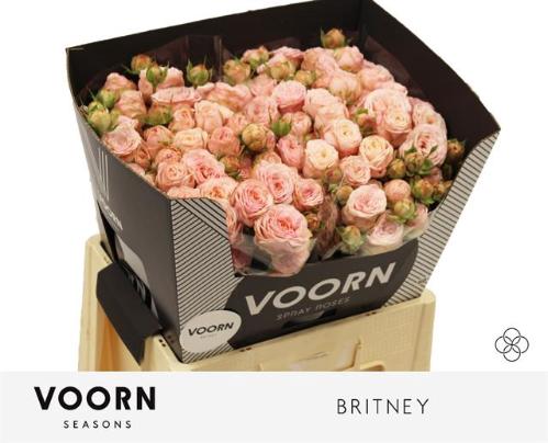 Rosa tros Britney