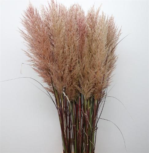 Cortaderia overig