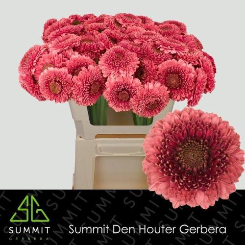 Gerbera mini bolvormig Pomponi Gonzo