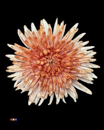 Chrysanthemum (Indicum Grp) geplozen Topspin kleurbehandeld H%