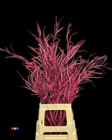 Decoratiegroen kleurbehandeld per bos H%