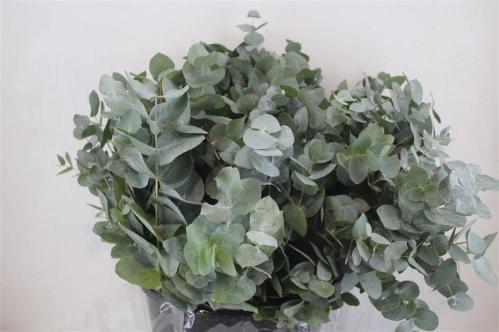 Eucalyptus per bos cinerea