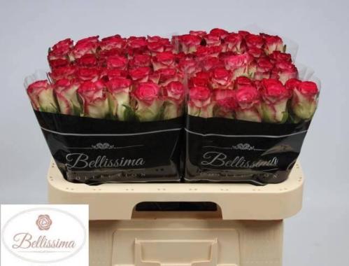 Rosa grootbloemig Carice!