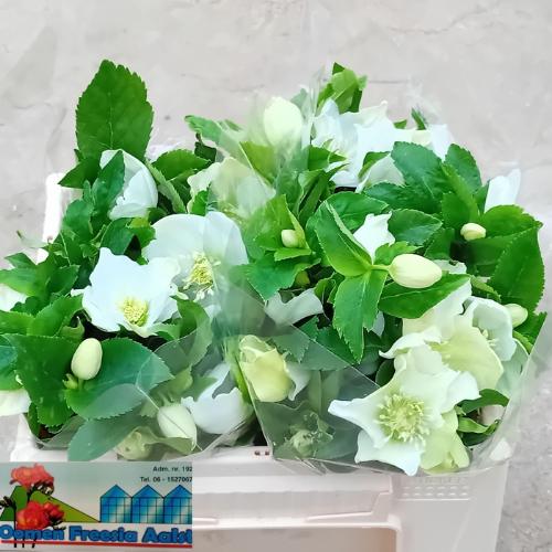 Helleborus 'Queens White'