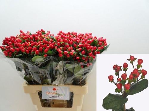 Hypericum inodorum Go Top