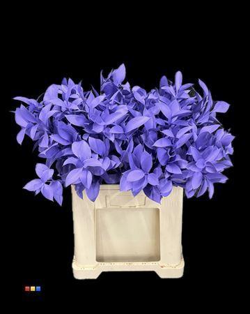 Ruscus kleurbehandeld H%