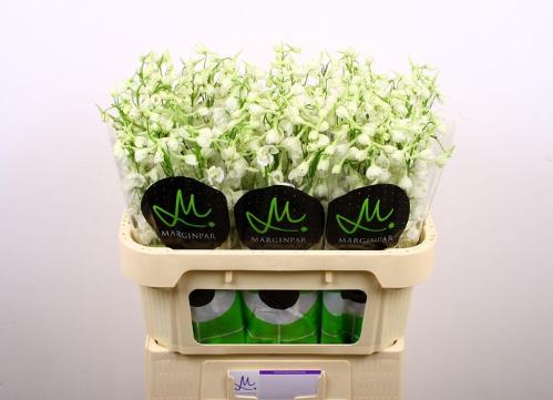 Delphinium enkelbloemig (Belladonna Grp) Bella Andes White