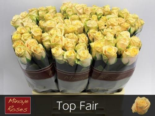 Rosa grootbloemig Top Fair!