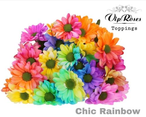 Chrysanthemum (Indicum Grp) tros Chic kleurbehandeld H%