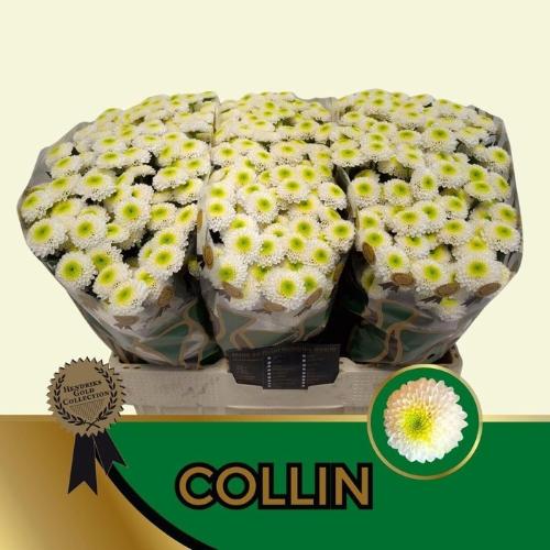 Chrysanthemum (Indicum Grp) tros santini Collin