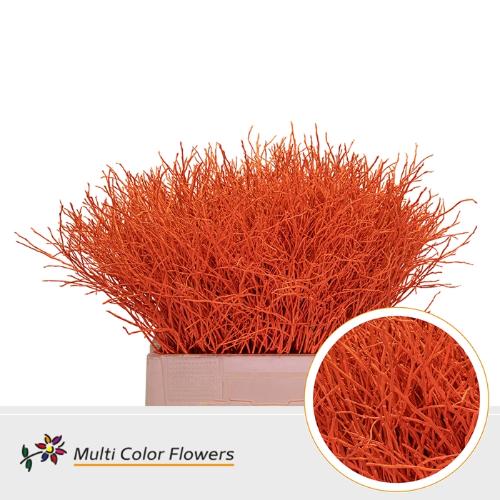 Vaccinium kleurbehandeld H%