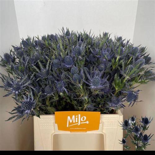 Eryngium Magical Blue Lagoon