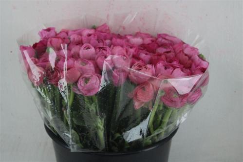 Ranunculus asiaticus 'Elegance Pink'