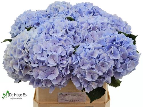 Hydrangea macrophylla 'Verena' (blauw)