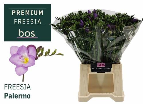 Freesia enkelbloemig 'Palermo'