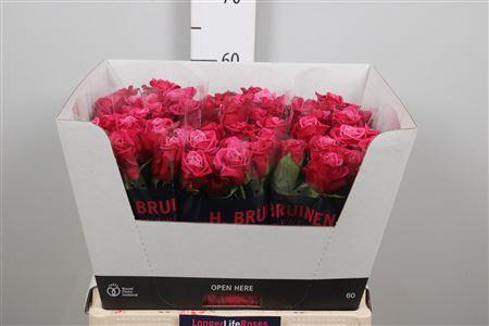 Rosa grootbloemig Susan