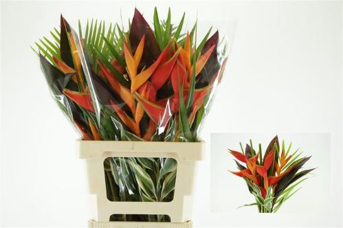 Heliconia boeket