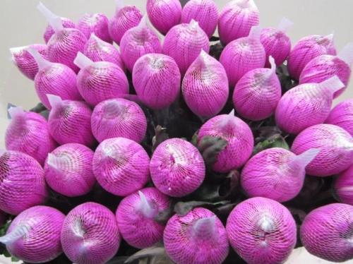 Chrysanthemum (Indicum Grp) geplozen Antonov kleurbehandeld H%